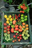 Tomato harvest alongside growing plants showing the diversity of shapes and colours. 'Sweet Aperitif' 'Red Pear', 'Golden Sunrise','Belriccio', Florryno', 'Sweet Olive', 'Orangino' and 'Green Zebra'.