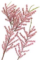 Tamarix ramosissima - Tamarisk syn Tamarix pentandra,  May
