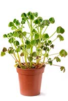 Oxalis tuberosa - Oca Tuber started into growth in a pot ready for planting out.  June