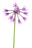 Allium cyathophorum var. farreri - June