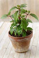 Fuchsia  'Bella Mariska'  - Young plant in terracotta pot, June