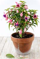 Fuchsia 'Bella Mariska' - Plant in cracked  terracotta pot,  July