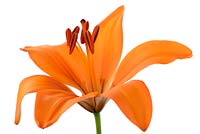Lilium 'Victory Joy' - Asiatic hybrid lily