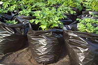 Growing forced potatoes in black plastic bin sacks for an early crop