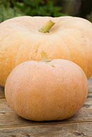 Pumpkin 'Zucca da Marmellata' - Italian Jam Squash