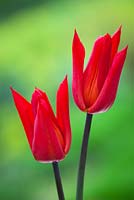 Tulipa 'Typhoon'