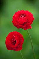 Ranunculus 'Elegance Rosso'. 