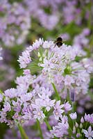 Allium unifolium AGM - American onion with bee