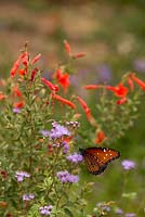 Ageratum corymbosum - Monarch butterfly