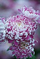 Chrysanthemum 'Glibert Light Silver'