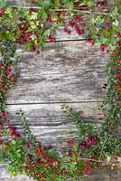 A colourful border of Pyracantha and Hawthorn foliage with berries