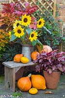 Autumnal display featuring Sunflowers, Gourds, Heuchera and Helenium