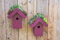 Living roof bird houses planted with succulents hanging on a fence