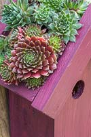 Living roof bird house planted with succulents hanging on a fence