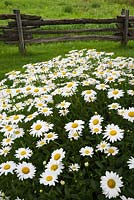 Leucanthemum x superbum 'Becky' - Daisy flowers and old wooden rustic fence in front yard garden in summer