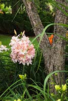 Lilium 'Madeleine' - Lily flower and Malus - Apple tree trunk in backyard garden in summer
