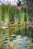 Typha latifolia 'Variegata', Variegated Bulrush in Regeneration Zone of natural swimming pond.