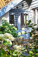 Hydrangea arborescens 'Annabelle' in dappled sunlight with table and chairs. 