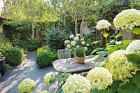 Hydrangea arborescens 'Annabelle' and shady terraced area with wooden table and chairs. 