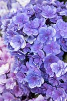 Hydrangea macrophylla 'RIE 05' - Forever and Ever Together