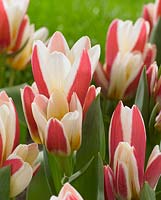 Tulipa 'Floresta'