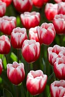 Tulipa 'Timeless'