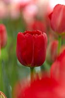 Tulipa Canadian Liberator