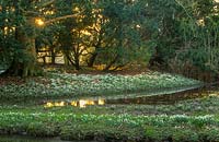 Galanthus nivalis naturalised beside stream at Walsingham Priory, Norfolk.
