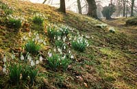 Galanthus planted on banks of old ditches at Anglesey Abbey, Cambridgeshire