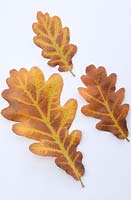 Quercus x rosaceae.Leaves on white background. November.