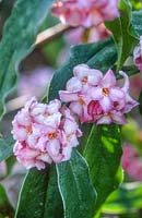 Daphne bholua 'Jacqueline Postill'. Close up of flowers with frost. February.