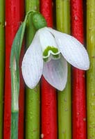 Galanthus 'S. Arnott' - snowdrop flower laid on stems of Cornus alba 'Sibirica'  and Cornus sericea 'Flaviramea'