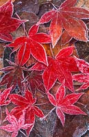 Frosted leaves of Acer palmatum 'Osakazuki'