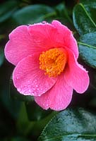 Camellia x williamsii 'Saint Ewe'. March