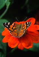 Tithonia rotundifolia - Mexican Sunflower- with Painted Lady - Vanessa cardui butterfly