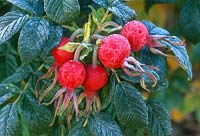 Rosa rugosa. Hips with frost.