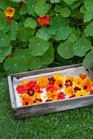 Freshly harvested edible flowers in wooden box with marigolds and nasturiums