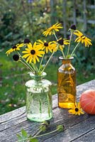 Rudbeckia flowers and seed heads displayed in glass bottles