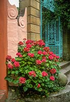 Hydrangea beside stone steps next to pink and terracotta walls in Portmeirion village