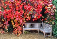 Vitis coignetiae autumn colour over timber corner seat