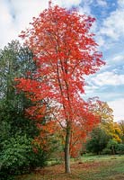 Sorbus commixta 'Embley'. Tree in autumn. October