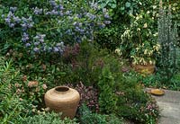 Ceanothus arboreus 'Trewithen Blue' in garden with skimmia, pieris, heathers and ornamental urn.