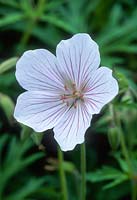 Geranium clarkei 'Kashmir White'. May