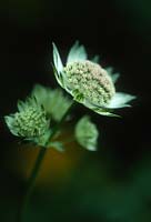 Astrantia. Close up of flowers