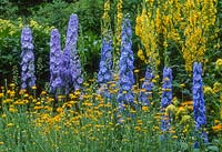 Blue and yellow border in July. Delphiniums, verbascums and Anthemis tinctoria. July.