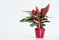 Calathea 'Triostar' house plant in a red vase
