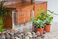 Ingredients required for planting up a glass vase Terrarium are pebbles, Ficus benjamina, Muehlenbeckia and Pilea