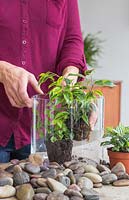 Placing Ficus benjamina into a glass vase Terrarium