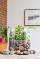 A glass vase Terrarium planted with Ficus benjamina, Muehlenbeckia and Pilea