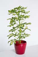 Schefflera house plant in a red pot 